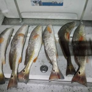 Meet your Posher, Martz